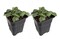Silver Nerve Plant - Fittonia verschaffeltii - 3" Pots/2 Pack